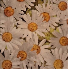 2 individual Paper Decoupage NAPKINS - DAISY FLOWER WHITE SUMMER GARDEN
