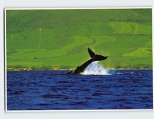 Postcard Humpback Whale Maui Hawaii USA