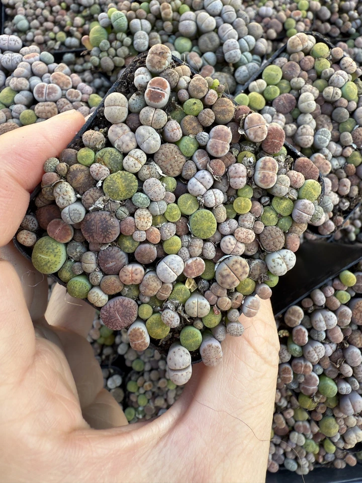 Live Plants | (0.1-0.3”)50-60 pcs Lithops , Living Stone, shipped with 2” pot  - Image 4 of 4
