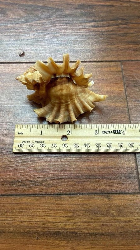 Ceratostoma burnetti F+++ With Operculum 87.4mm