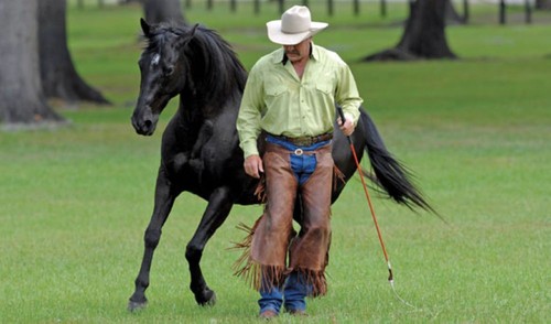 Pat Parelli Level 1 Natural Horsemanship Training - DVD - SELTEN & OVP - UVP 269 $ - Bild 8 von 12