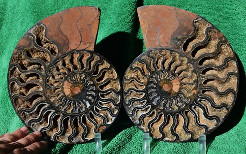 Dinosaur Split PAIR BLACK Ammonite 1 IN 100 XXL 212mm 110myo FOSSIL 8.5" 3797axx - Picture 7 of 9