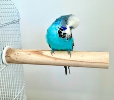 Large Natural Wooden Bird Cage Perch For Parrots, Cockatoo, Etc, Untreated Wood