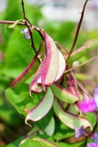 10+ Hyacinth Bean Vine Seeds Most Beautify Asian/Purple Bataw Dolichos Lablab - Picture 8 of 12