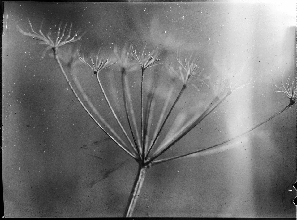 2 rollos - Película negativa ADOX CHS 100 II B&W blanco y negro 36 exp 35 mm   Foto 4 de 4