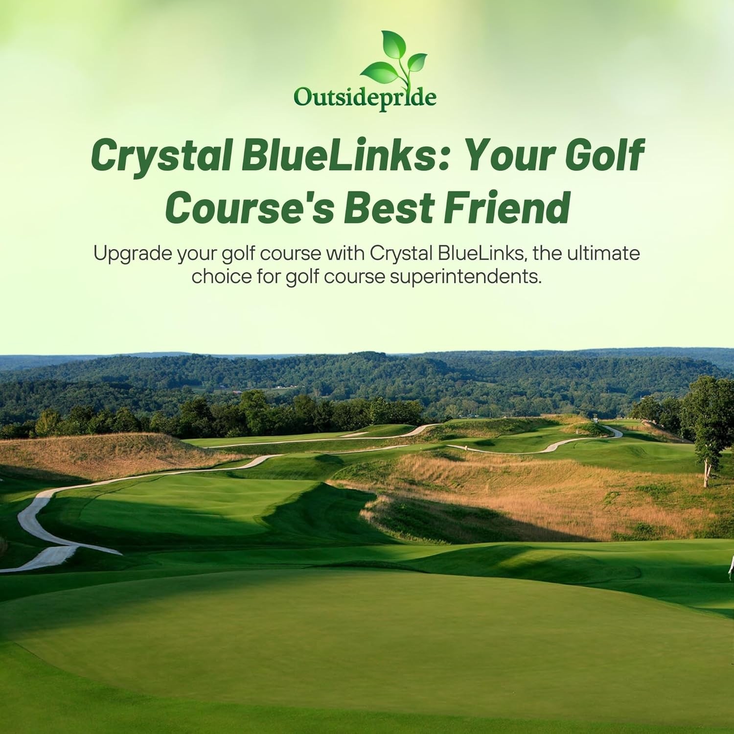 25 LBS Crystal Bluelinks Creeping Bent Grass Seed