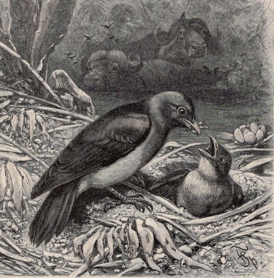RED-BILLED OXPECKER Feeding Young   Antique 1900 Woodcut Engraving