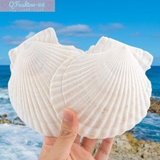 6 Pack 4-5 Inch Large Scallop Shells Sea Shells for Crafting Beach Decor