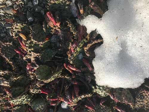 SEEDS- Cactus- Prickly Pear Winter hardy Opuntia- Survives Canadian Winter - Picture 3 of 7