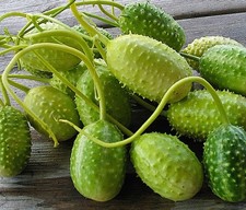 Kurczak antylowy - Cucumis anguria - 10+ nasion SZCZEGÓLNIE i DROBNY! Cu 003