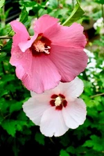 7 Live Rose of Sharon Mixed-Colors Hibiscus Perennial Plants Flowers Butterfly
