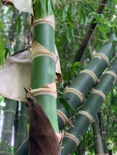 Guadua Bamboo - Guadua angustifolia **CLUMPING**