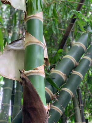 Guadua Bamboo - Guadua angustifolia **CLUMPING**