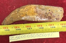 Rare Carcharodontosaurus Dinosaur Tooth T Rex Cousin 95 Mil Yrs Fossil 5 3/8”