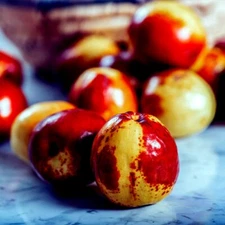 10 JUJUBE FRUIT TREE SEEDS RED CHINESE DATE INDIAN PLUM Superfruit Fast Hardy