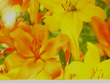 Asiatic Lily BIG Flower bulbs Orange yellow mix. Hardy Up to 6" flowers 