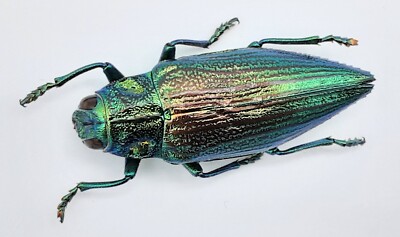 Buprestidae, Chrysodema radians, A2, 28 mm, Buru, #BP157