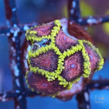 Toxic Grape zoanthids - NOT WYSIWG | Live Softies Coral | Aquacultured