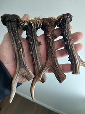 232.KNIFE HANDLE MATERIAL.ROEBUCK HORN.(NATURAL).