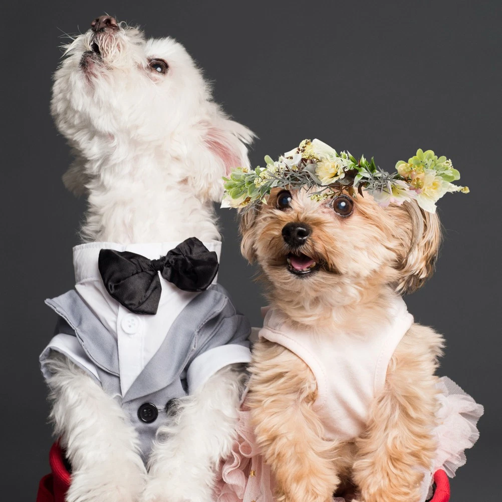 Hund Hochzeit in Hundehalsbnder online kaufen | eBay.de