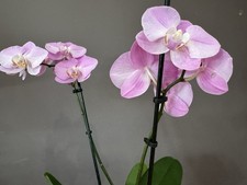 Beautiful phalaenopsis orchid blooms finish,