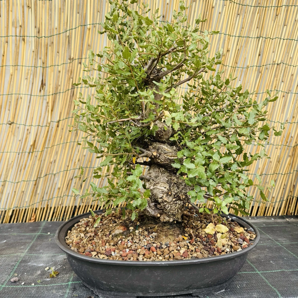 dracena marginata temperature Small size Dracaena Marginata - Air Purifying Houseplant for Your Home main image 1