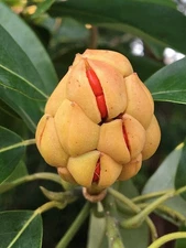 Magnolia virginiana | Sweetbay Magnolia | 10 Seeds