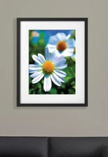 Two Daisy flowers. Digital Art. In a Black Frame. Wall Decor. Size: 40 x 30 cm