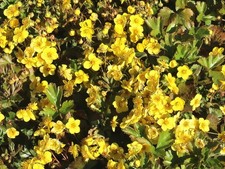 10 Stück  Waldsteinie Golderdbeere Waldsteinia ternata toller Bodendecker