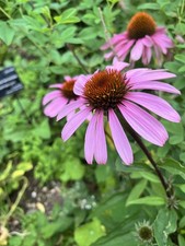 Echinacea purpurea ‘Nectar Pink’ - Garden Ready Plant in 9cm