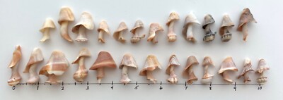 25 Natural Tree-Shaped Shell fragment beach seashells Art/craft mushrooms USA #H