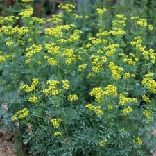 100+ Rue (Ruta graveolens) Seeds | Medicinal Herb Seeds | NON - GMO, US FreeShip