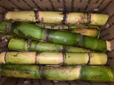 Fresh Sugarcane 5 lbs Sugar Cane
