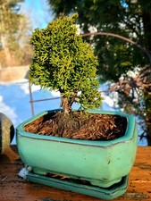 Juniper 盆景刺柏户外盆景| eBay