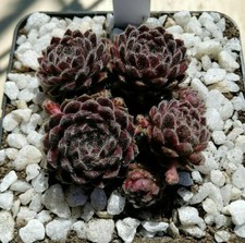 Sempervivum "Wollknopf" - 2x Kindel unbewurzelt Hauswurz Dachwurz Steingarten