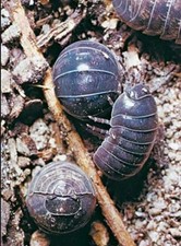 Pill Bugs Roly Poly Isopods Armadillidium Vulgare 20 Count