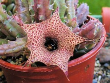 Huernia hislopii