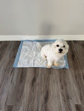 50 Extra Large Puppy Pads