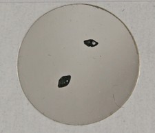 Ptychotrygon vermiculata – Bear, DE