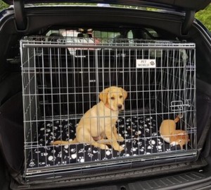 pet world dog crate