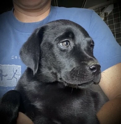 Labrador Puppies Dogs Puppies Gumtree Australia Free Local Classifieds