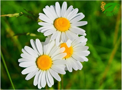 Margarita Gigante Blanca ( 400 semillas ) Leucanthemum maximum - seeds