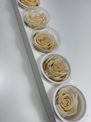 Eternal Preserved Rose Set of 5 - Kiara Cream - NEW