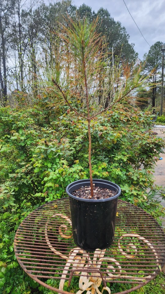🌲PINE TREE SEEDLING LOBLOLLY VERY FAST GROWING  - Image 4 of 4
