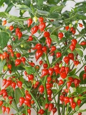 Biquinho Red Hot Pepper Seeds - Heirlooms - 300.mg