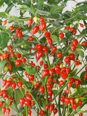 #ad Biquinho Red Hot Pepper Seeds Heirlooms 300.mg $4.89