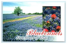 POSTCARD Bluebonnets State Flower of Texas TX Lupinus Texensis Blue Red 