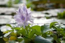 Three 3 Premium Water Hyacinth Floating Aquatic Live Tropical Plants