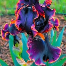 35 Rare Black Bearded Iris Flower Seeds – Striking Garden Blooms Purple-Orange