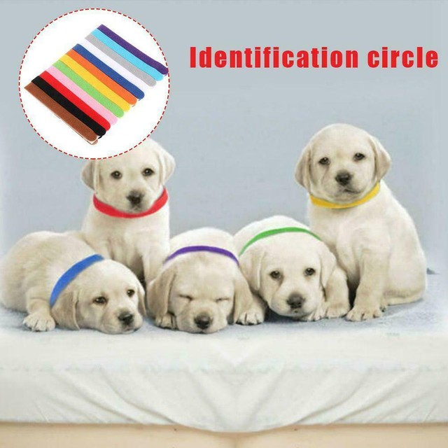 12 Colors Nylon Puppy Identification Snap Collars ID Bands ...